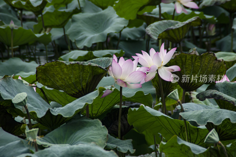 夏末荷花