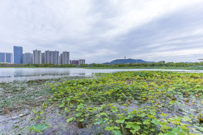 武汉江夏中央大公园风景