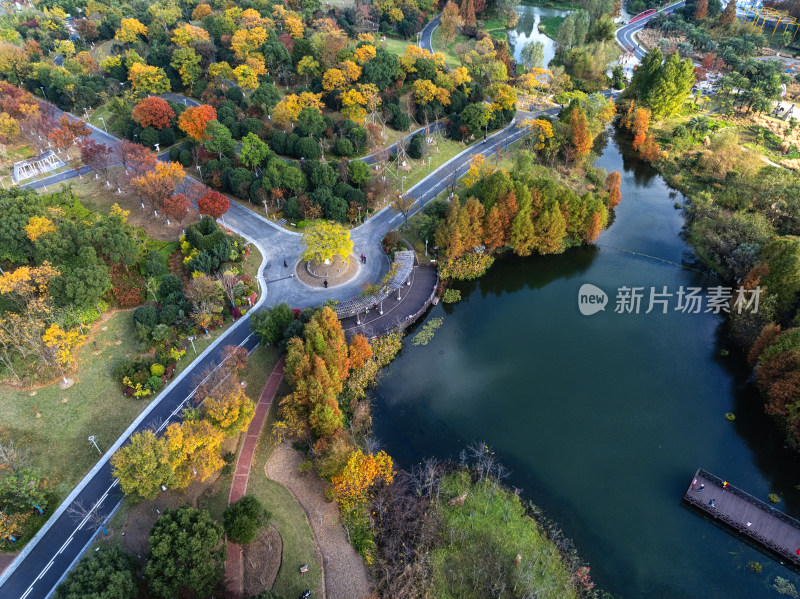 宁波植物园水杉池杉秋天红了