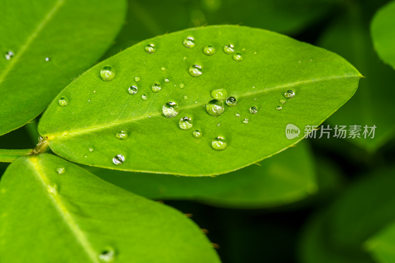 晶莹剔透的露珠与绿叶