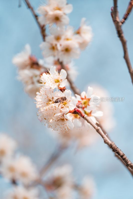 春季盛开的樱花