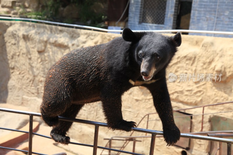 动物园里的大黑熊