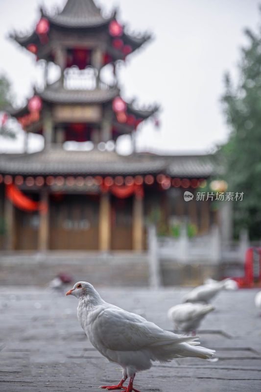 户外吃食的白色鸽子