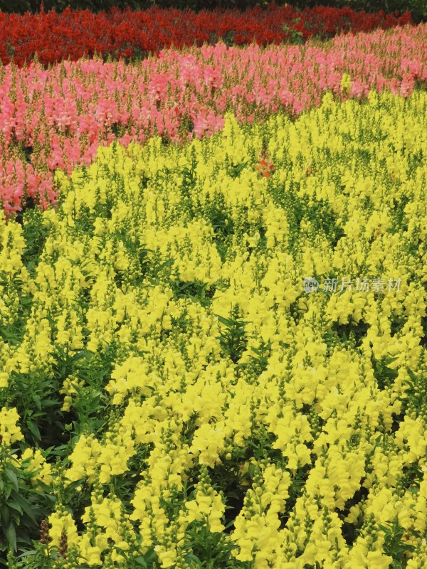 佛山市千灯湖公园金鱼草花海