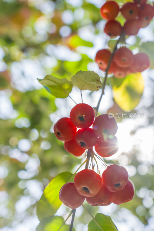 秋天果园里阳光红色海棠果水果收获丰收浆果