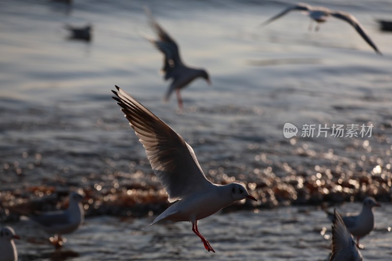 青岛 海边 栈桥 海鸥