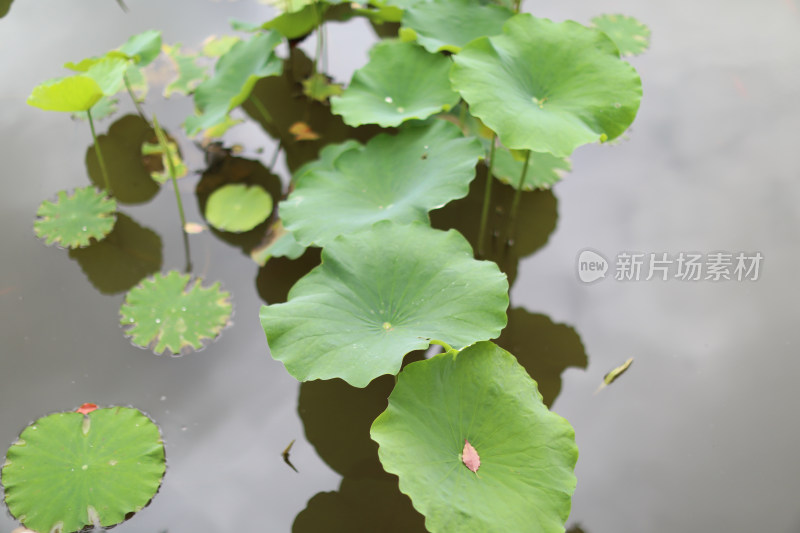 中国昆明翠湖里荷叶的特写镜头