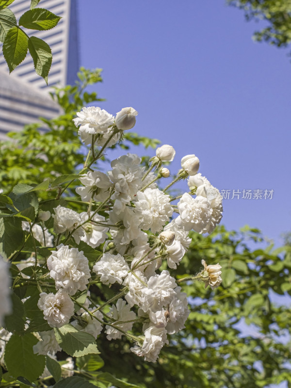 夏季花朵特写