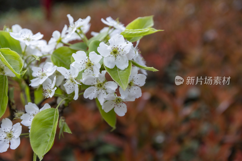 花卉植物梨花春季