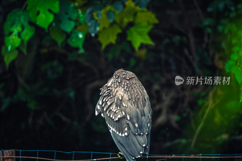 鸟栖息在栏杆上的特写镜头