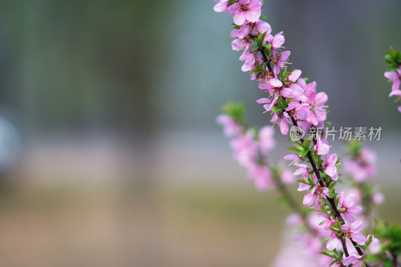 公园绿化花卉榆叶梅