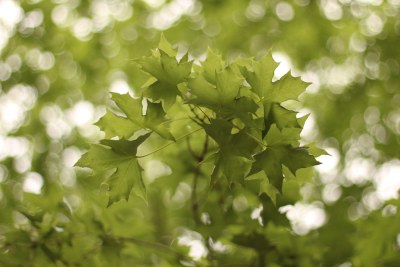 植物景观阳光绿色树木