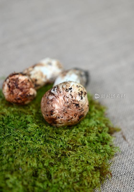 甘孜州野生松茸