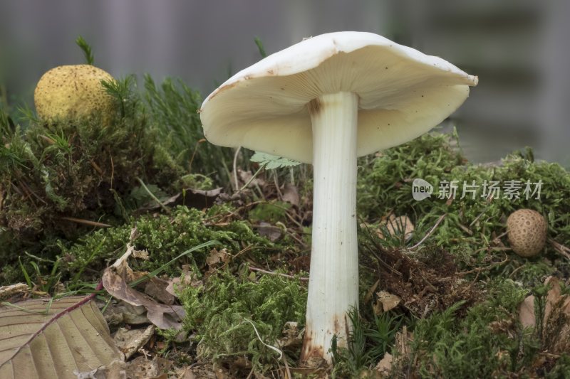 野生菌野生菌蘑菇生长环境菌类山菌