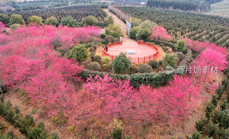 江西金溪：梅花盛开春光美