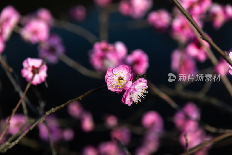 杭州曲院风荷盛开的粉色梅花特写