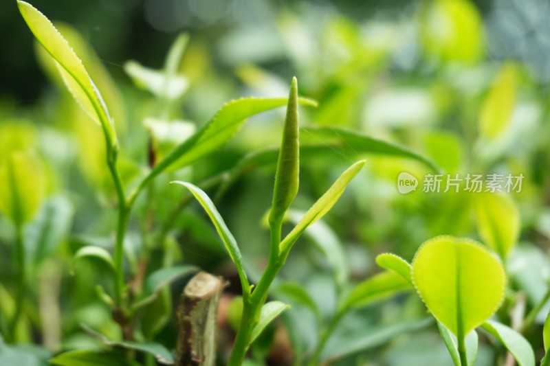 嫩绿的茶叶茶芽特写