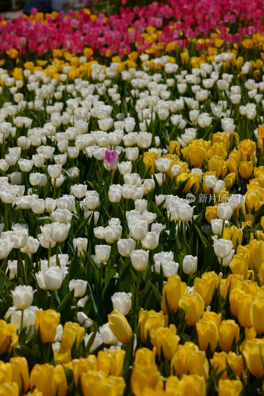 厦门园博苑举行第15届郁金香花展