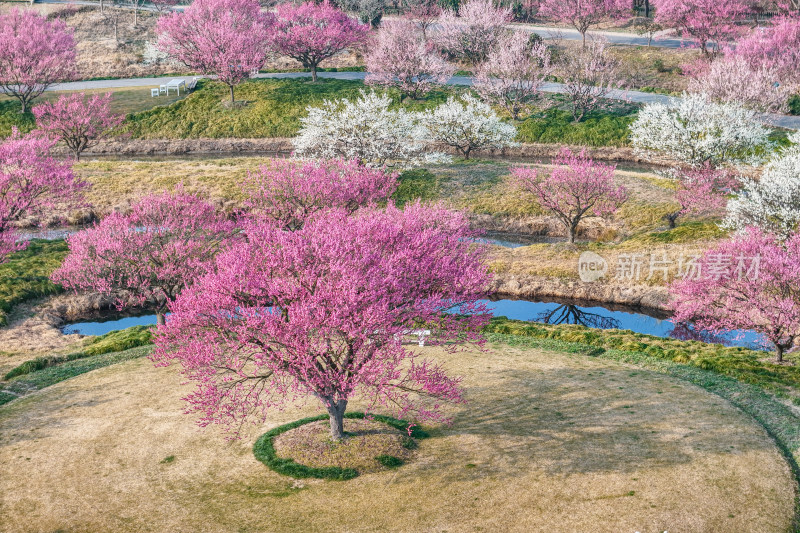 花开海上梅花节