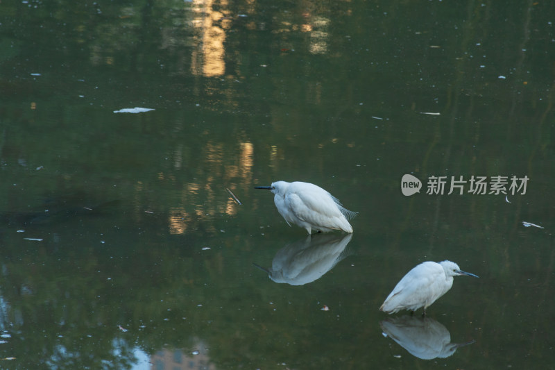 两只白鹭在水中觅食的景象