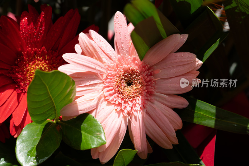 带水珠的粉色非洲菊特写