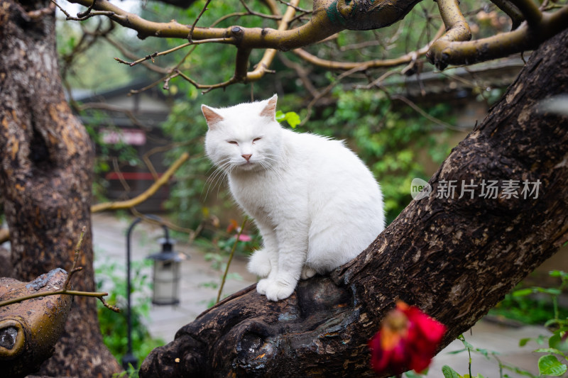 白猫在果树树干上休息张望
