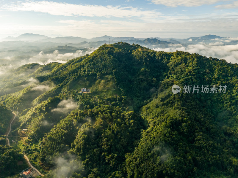 大山原生态高山云海森林绿美