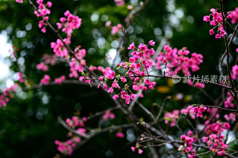 盛开的粉色樱花枝条