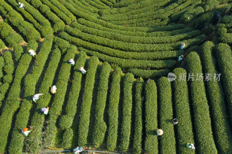 春天杭州西湖龙井茶园翁家山狮峰茶园