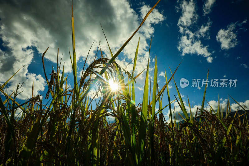 阳光下的稻田稻穗特写