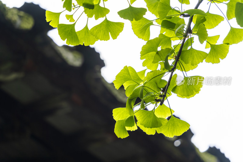 苏州西园寺，逆光下绿油油的银杏树叶与建筑