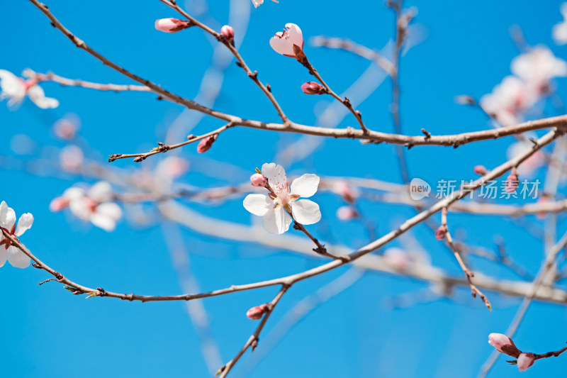 春天户外盛开的桃花