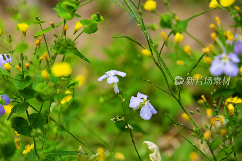 二月兰小紫花小野花