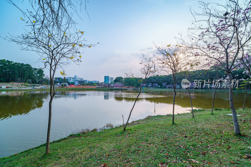 广州番禺大学城中心湖绿色草地树林湖景风光