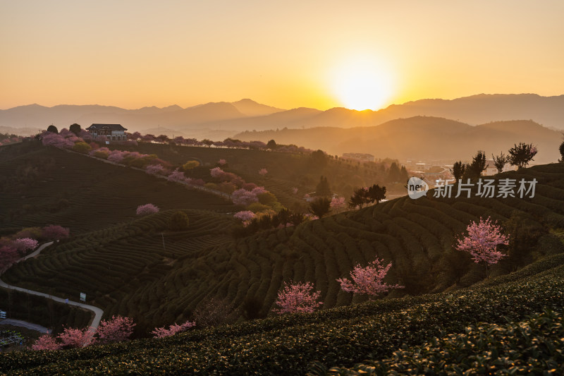 龙岩永福台品樱花茶园