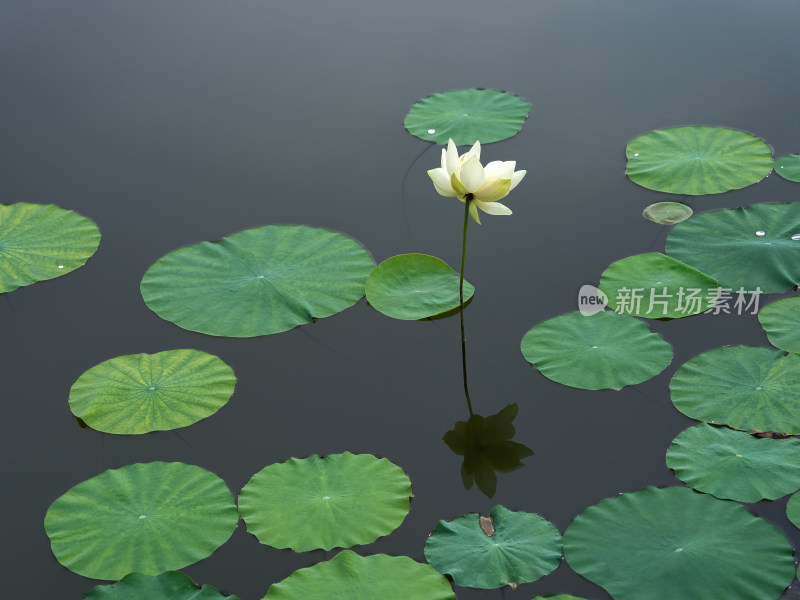 夏季荷塘白色莲花盛开