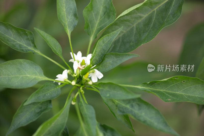 朝天椒上的小白花和小辣椒特写