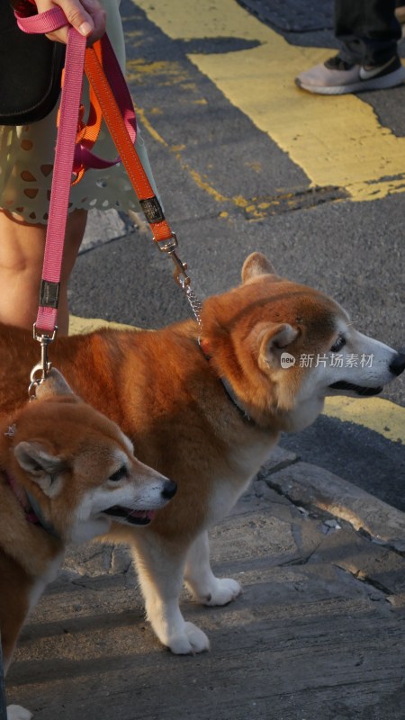 户外牵绳遛两只柴犬