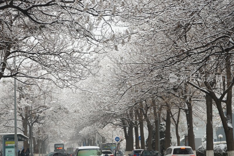 大雪覆盖下的街道及两旁树木景观