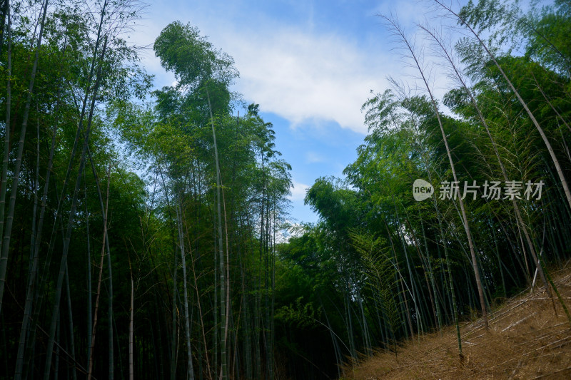 山中的风景