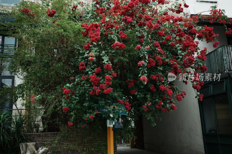 繁茂红色花卉攀爬建筑墙面