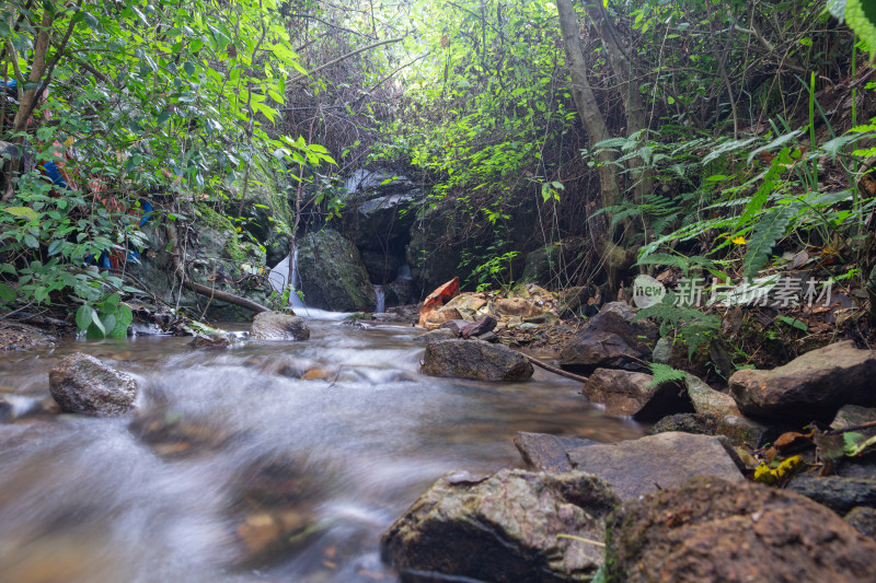 山间小溪流穿越茂密丛林景象