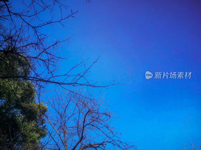 秋天枯萎树枝树枝树叶植物