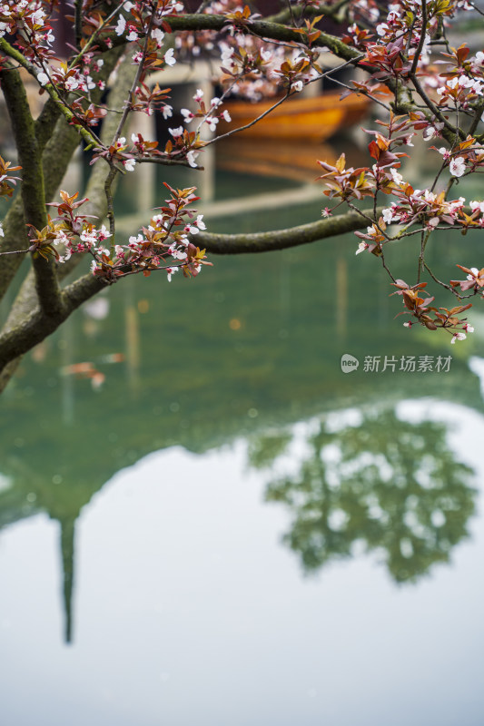 州园林网师园，彩霞池边盛开的紫叶李与木船