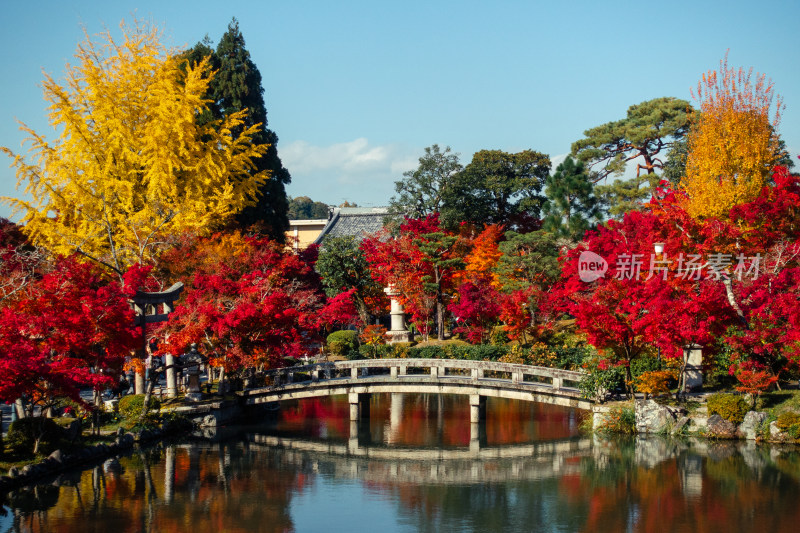 小桥流水 枫叶 桥 京都 枫叶 庭院