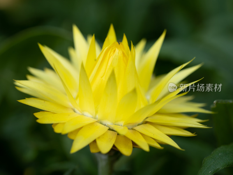 菊花麦秆菊特写