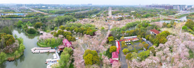 航拍上海宝山顾村公园樱花季樱花