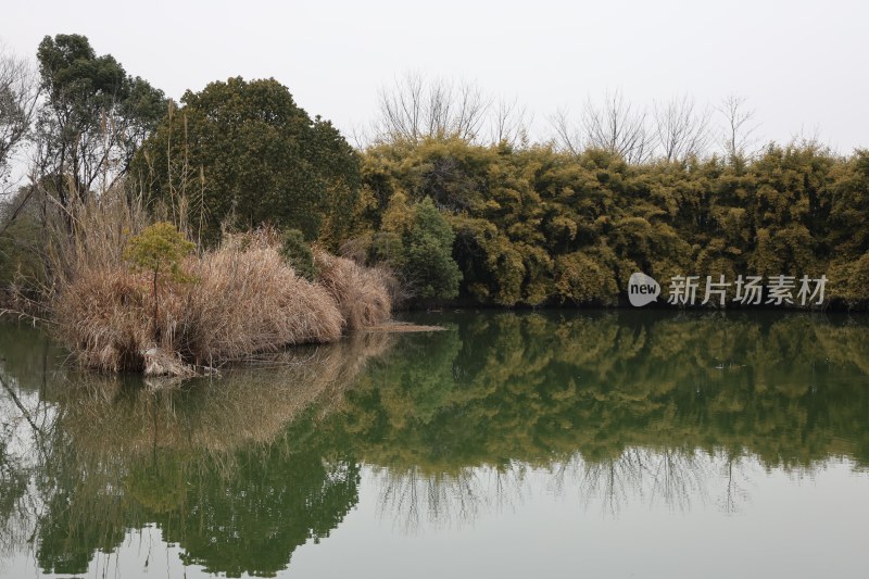 水边芦苇丛与树木倒影的自然景观