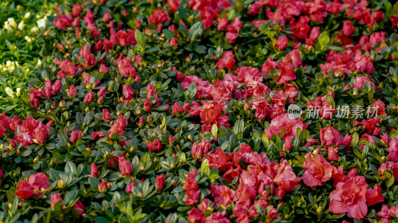 花朵花草植物摄影图