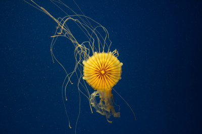 海洋里的黄色水母